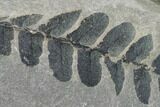 Pennsylvanian Fossil Fern (Neuropteris) Plate - Kentucky #137718-1